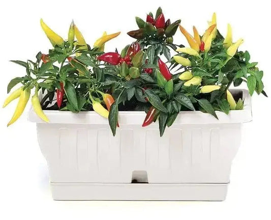 Fioriera Natura con riserva d’acqua 90L in plastica bianca, resistente a urti e UV, con piante di peperoncino colorato.