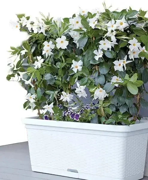 Fioriera natural cm.80 Fioriere STEFANPLAST BIANCA  