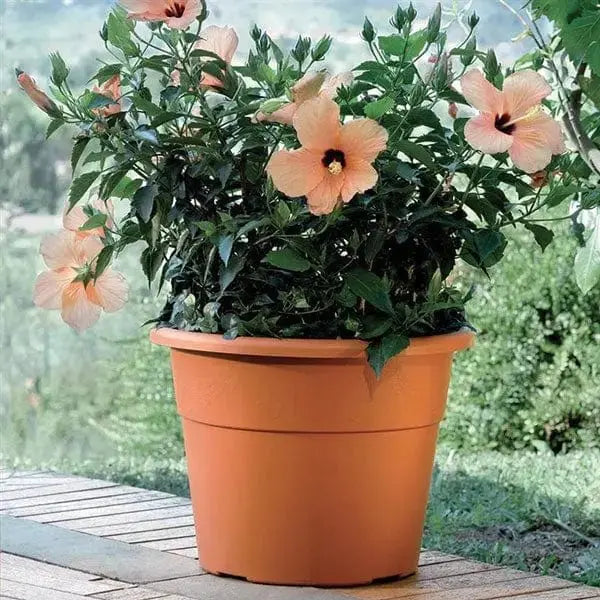 Vaso hedera diverse misure Fioriere BAMA   