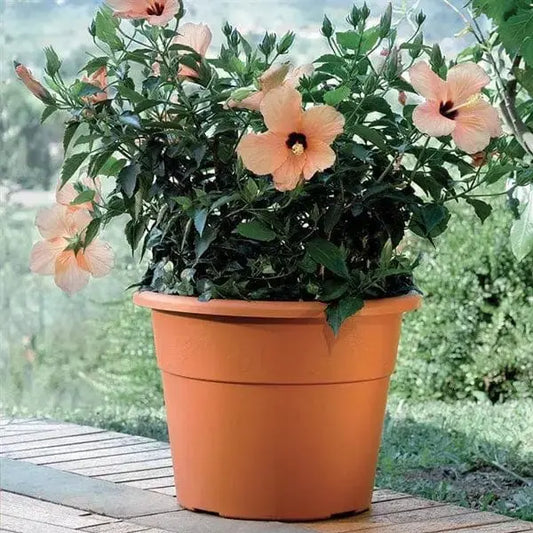 Vaso hedera diverse misure Fioriere BAMA   