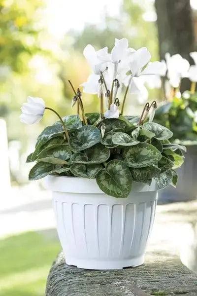 Vaso terra bianco diverse misure Fioriere BAMA   