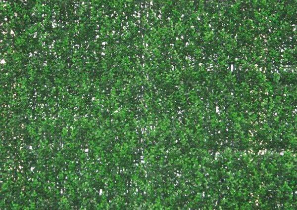 Siepe Sempreverde Buxus 100x100 cm – Realistica, resistente e decorativa